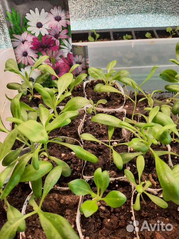 Остеоспермум