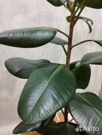Фикус Эластика 120 см