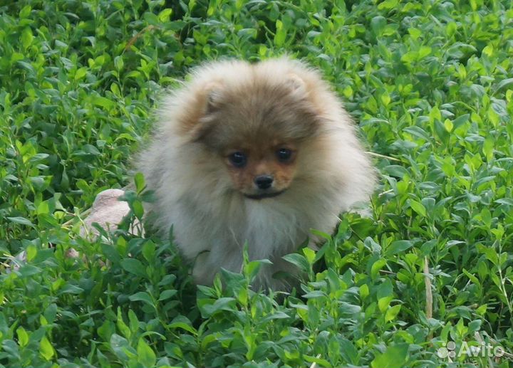 Девочки померанского шпица