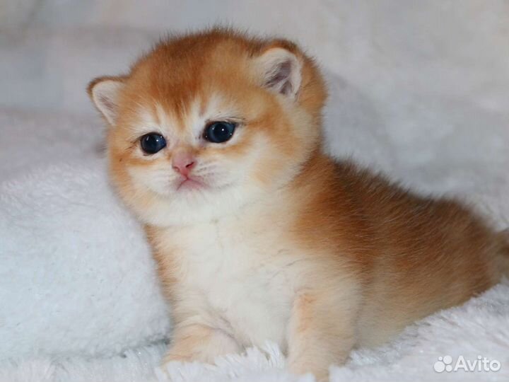 Котята золотые британские шиншилы и голубое золото