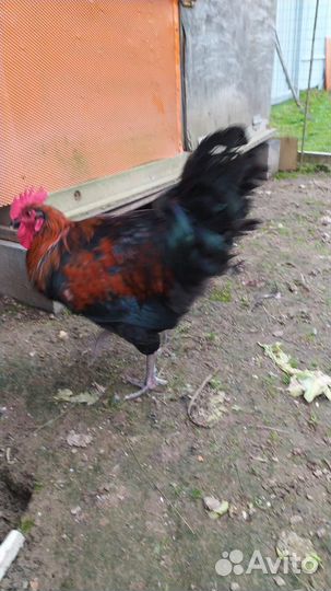 Молодые петухи