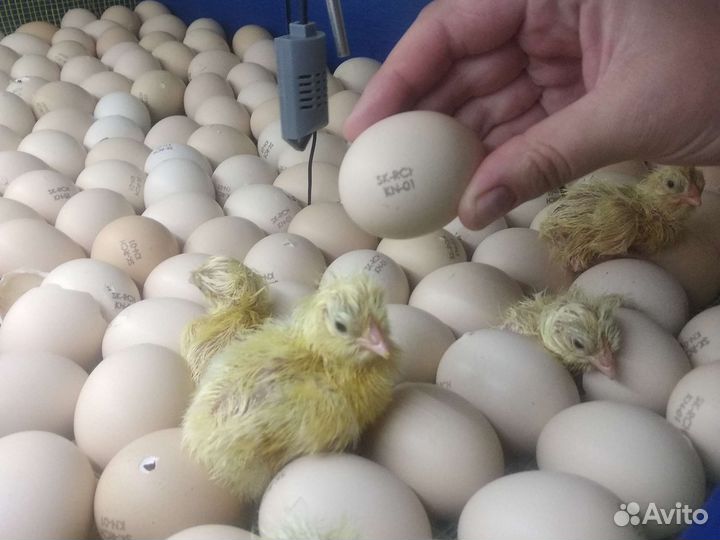 Суточная, подрощенная птица