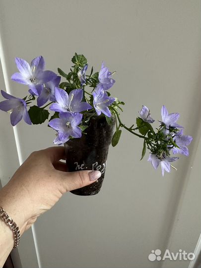 Кампанула жених и невеста