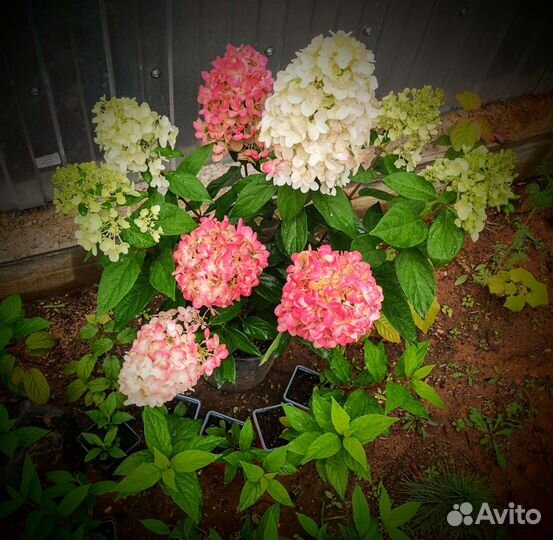 Metallica Bonfire гортензия саженцы