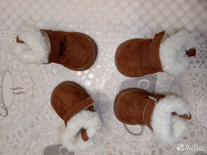 Товары для мелких пород собак