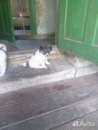 Щенки бесплатно