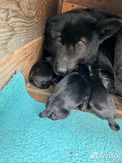Щенки в добрые руки даром ленинградская область