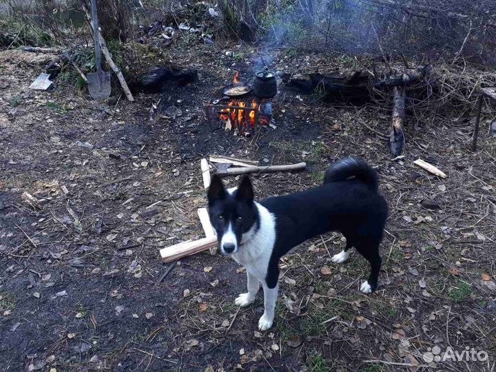 Щенки Восточно сибирской лайки
