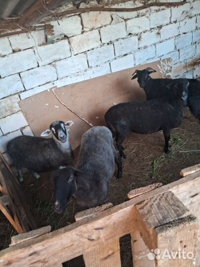 Овцы на мясо