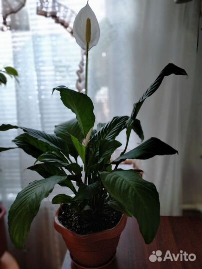 Спатифиллум