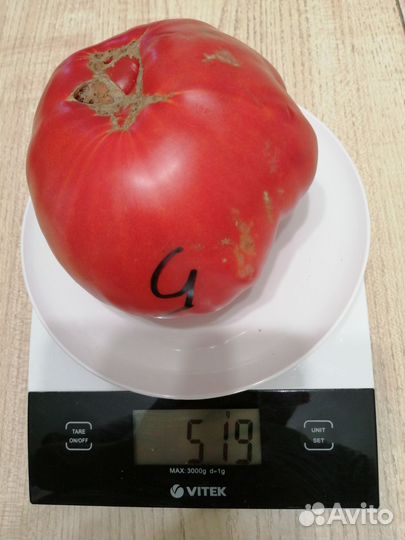 Семена коллекционных томатов и перцев