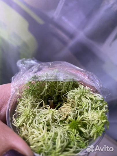 Алоквзи блек вельвет