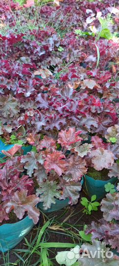 Декоративные растения для сада