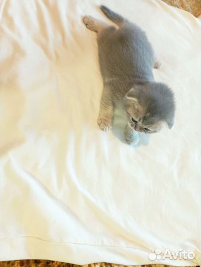 Шотландская