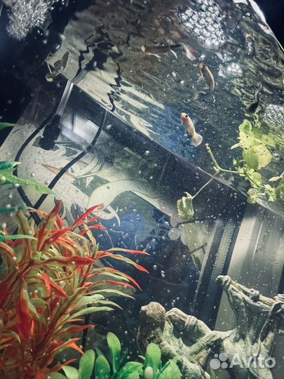 Аквариум с рыбками