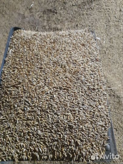 Продажа зерна