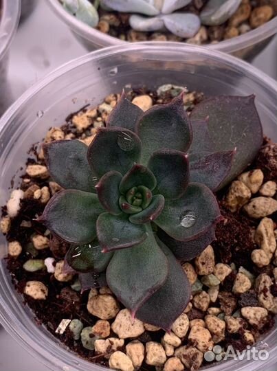 Echeveria.Суккуленты