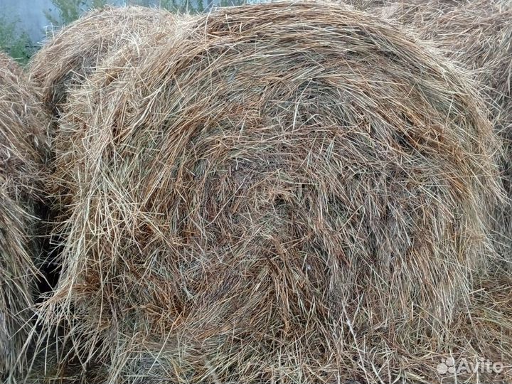 Сено в рулонах 2024
