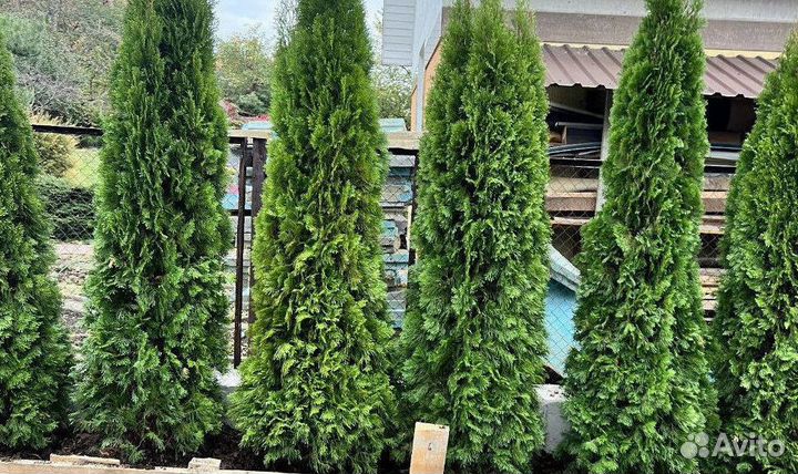 Туя Смарагд