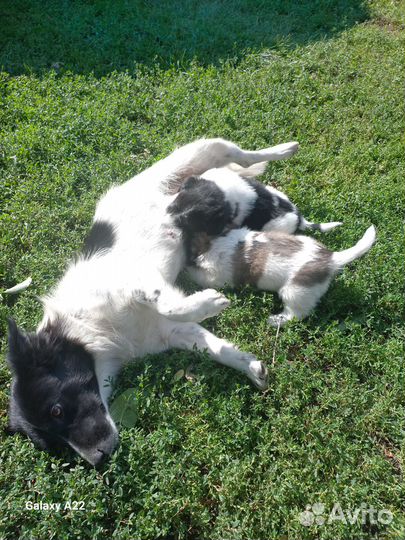 Щенок в добрые руки бесплатно маленькая порода