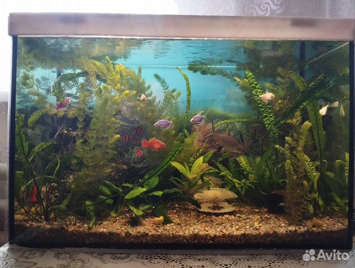 Аквариум со всем содержимым