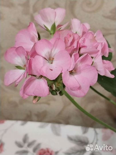 Пеларгония (герань) 3 сорта