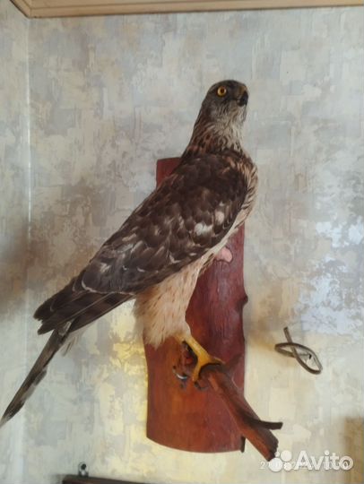 Чучела животных