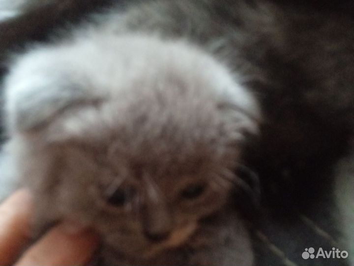 Котята