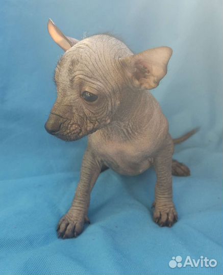 Ксолоитцкуинтли мини /медио