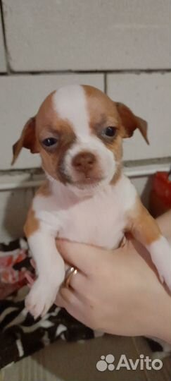 Продам чихуахуа щенков