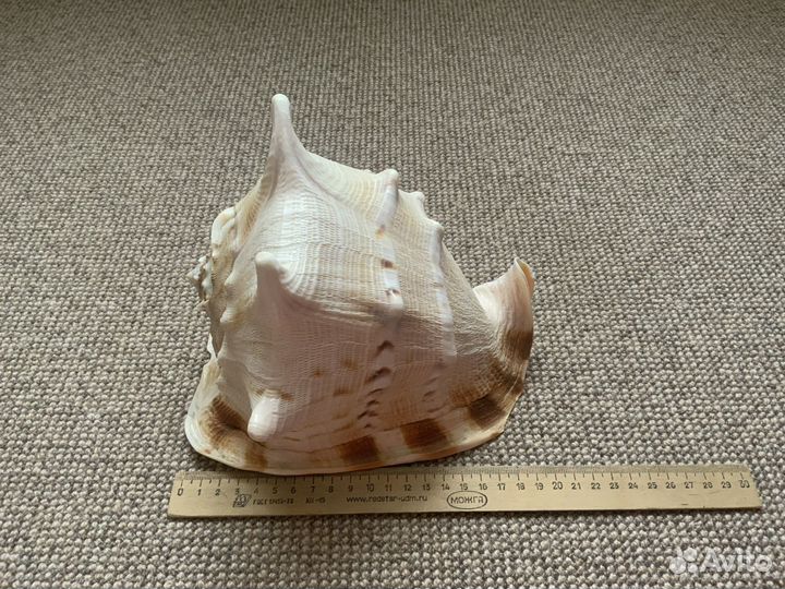 Большая морская раковина