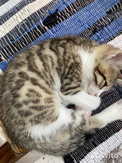 Котенок 2 месяца