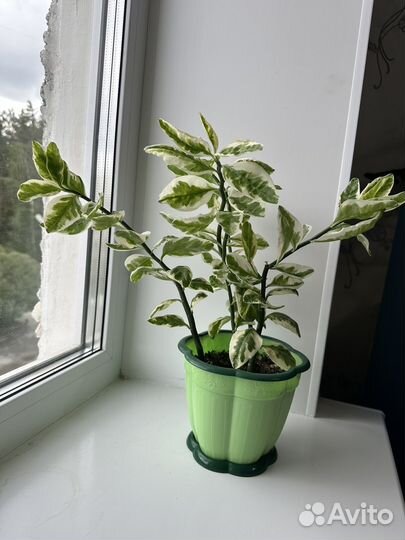 Педилантус