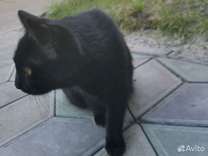 Уличная кошка ищем Хозяена
