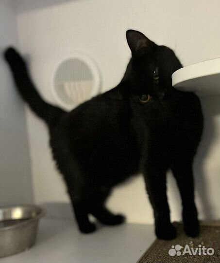 Кошки бесплатно