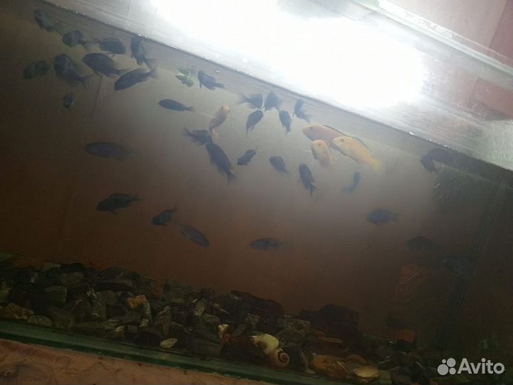 Аквариум с рыбками