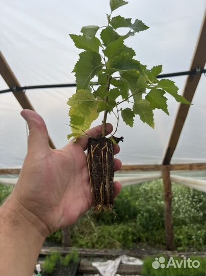 Сеянцы Яблони Недзвецкого саженцы Декоратив