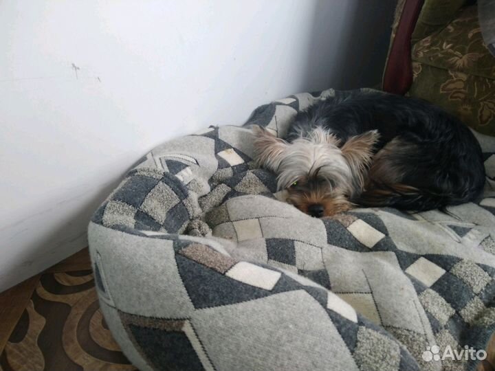 Передержка домашних животных