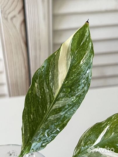 Спатифиллум вариегатный