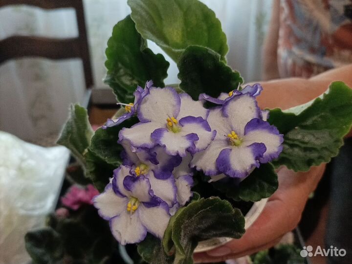 Фиалки очень к