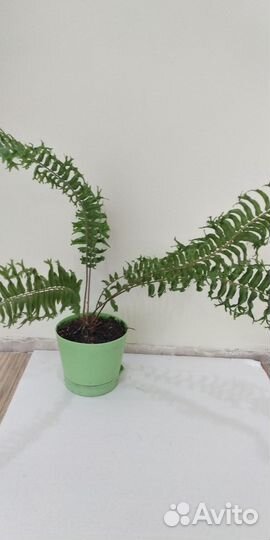 Редкий сортовой папоротник