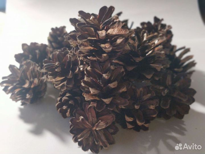 Шишки сосновые продать
