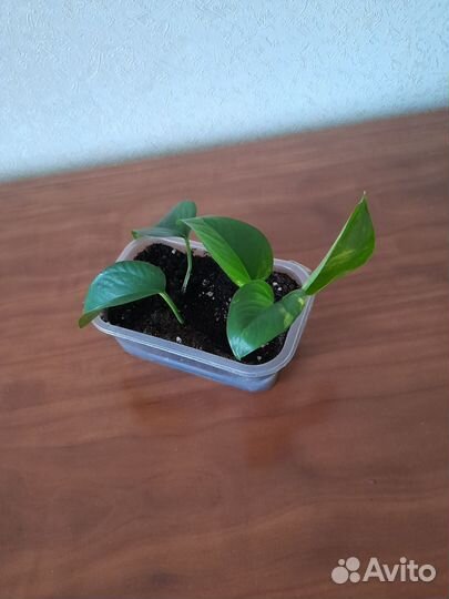 Эпипремнум золотистый