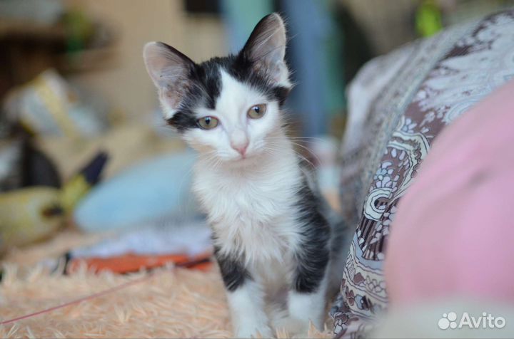 Котенок Саймон в добрые руки