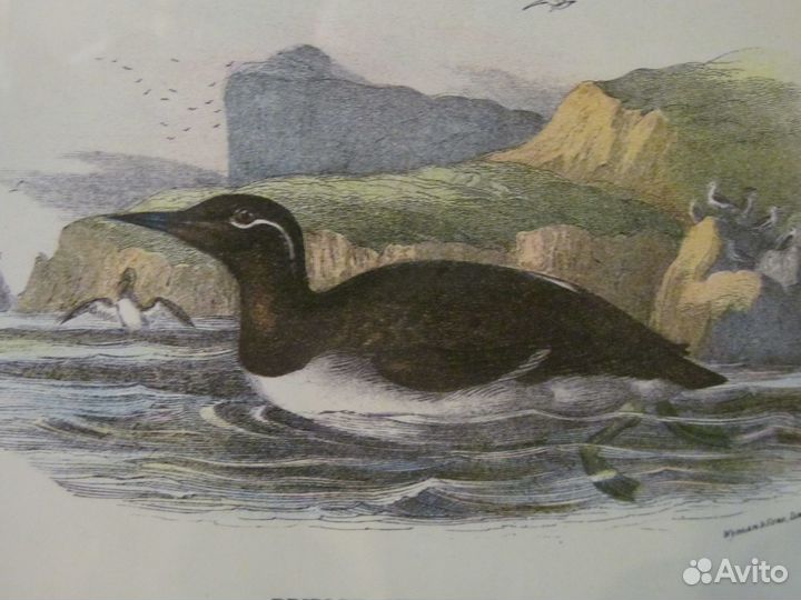 1896 Bridled Guillemot Старинная гравюра из Европы