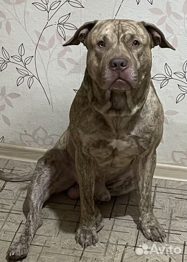 Питбуль вязка