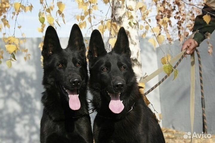 Черные щенки -угольки от черных немецких овчарок