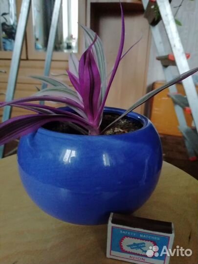 Традесканция пурпурная флейм и традесканция