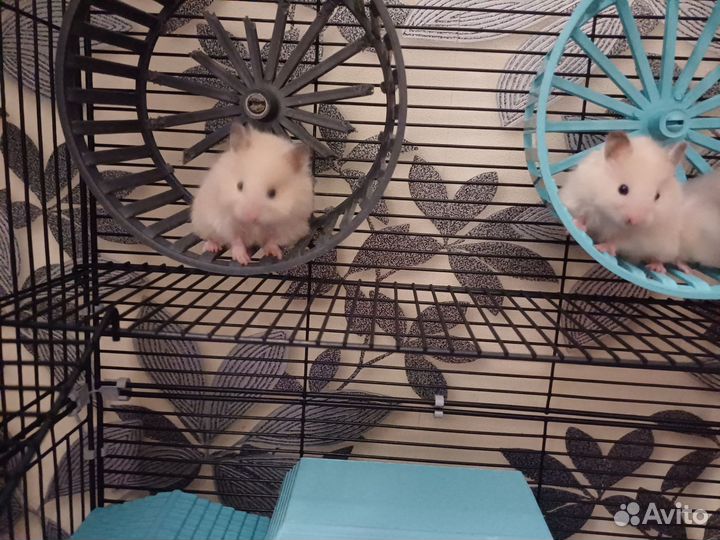 Сирийские Ангорские Хомяки мальчик и девочка