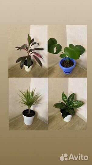 Комнатные растения по 300-500